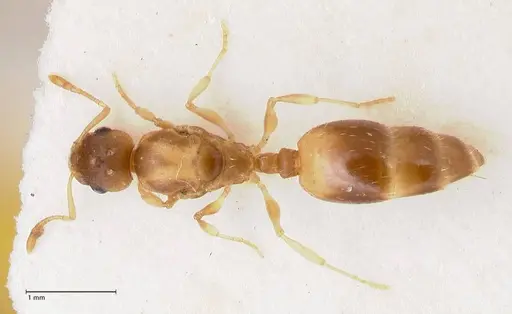 Temnothorax tergestinus specimen FOCOL0741 image focol0741_1