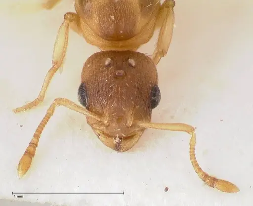 Temnothorax tergestinus specimen FOCOL0741 image focol0741_2