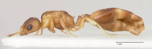 Temnothorax tergestinus specimen FOCOL0741 image focol0741_3