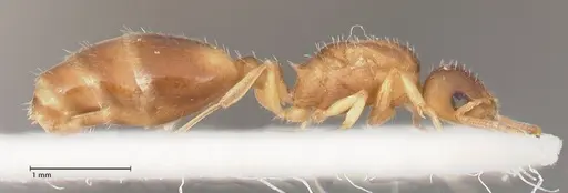 Temnothorax tergestinus specimen FOCOL0741 image focol0741_4