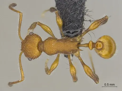 Temnothorax terraztecus specimen CASENT0868966 image casent0868966_1