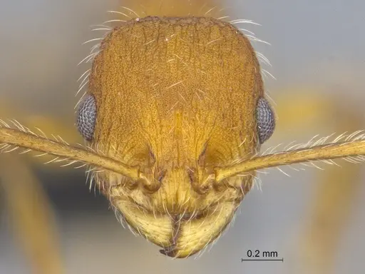 Temnothorax terraztecus specimen CASENT0868966 image casent0868966_2