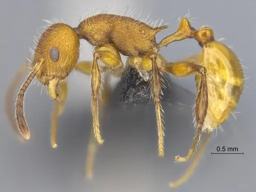 Temnothorax terraztecus specimen CASENT0868966 image casent0868966_3