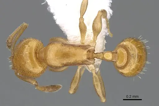 Temnothorax terricola specimen CASENT0915980 image casent0915980_1