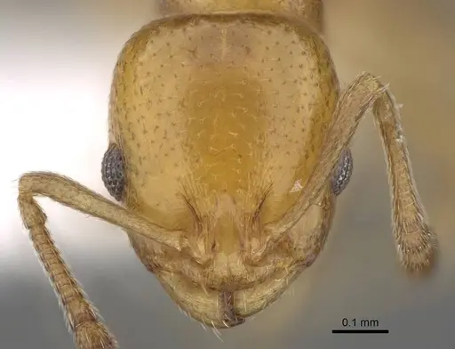 Temnothorax terricola specimen CASENT0915980 image casent0915980_2