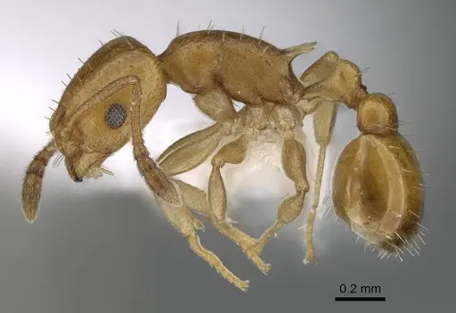 Temnothorax terricola specimen CASENT0915980 image casent0915980_3