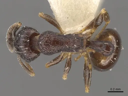 Temnothorax tesquorum specimen CASENT0917450 image casent0917450_1