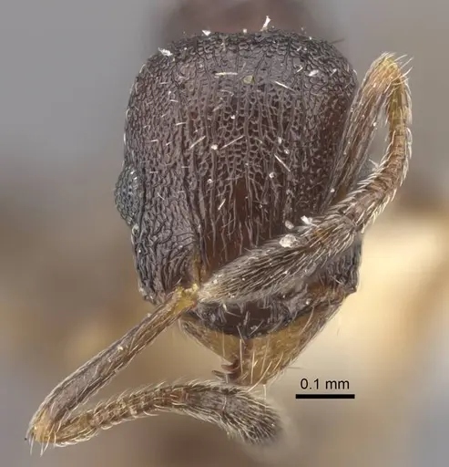 Temnothorax tesquorum specimen CASENT0917450 image casent0917450_2