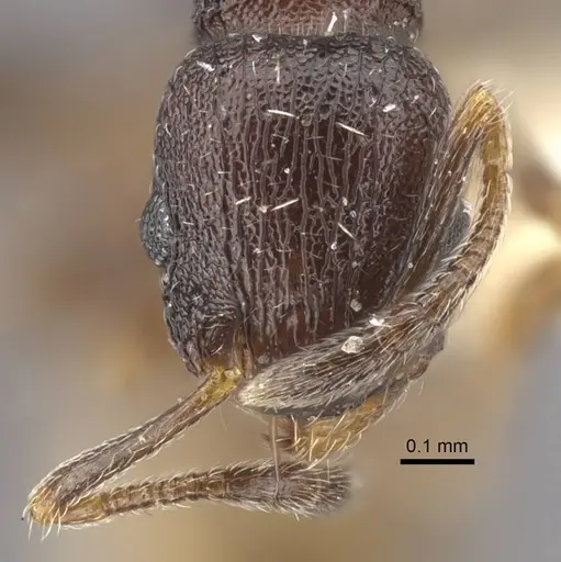 Temnothorax tesquorum specimen CASENT0917450 image casent0917450_3