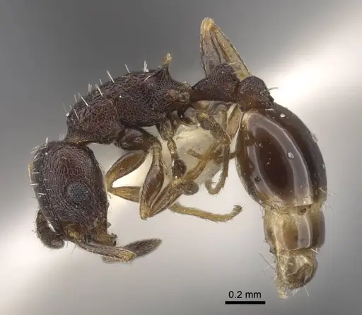 Temnothorax tesquorum specimen CASENT0917450 image casent0917450_4