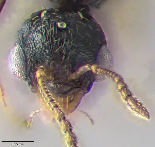 Temnothorax texanus specimen ANTWEB1060064 image antweb1060064_2