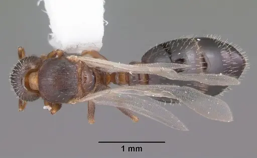 Temnothorax texanus specimen CASENT0104062 image casent0104062_1