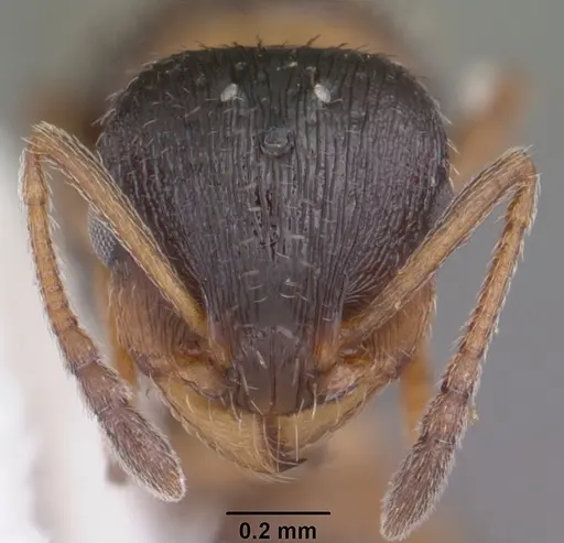 Temnothorax texanus specimen CASENT0104062 image casent0104062_2