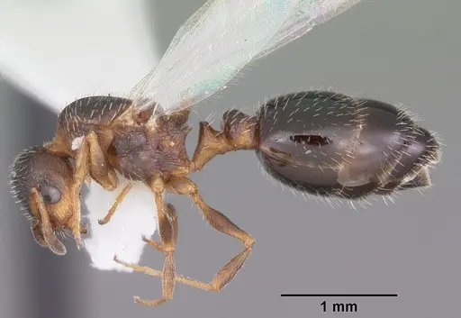 Temnothorax texanus specimen CASENT0104062 image casent0104062_3