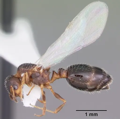 Temnothorax texanus specimen CASENT0104062 image casent0104062_4