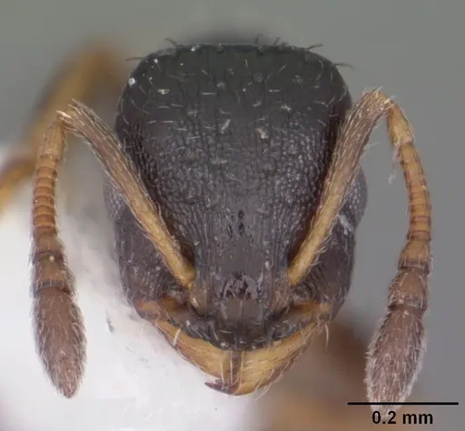 Temnothorax texanus specimen CASENT0104063 image casent0104063_2