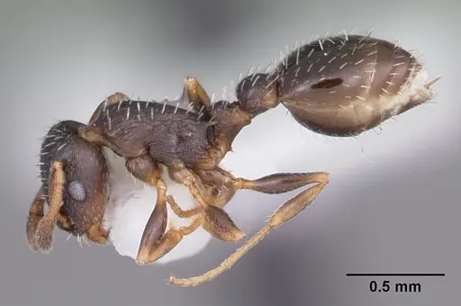 Temnothorax texanus specimen CASENT0104063 image casent0104063_3