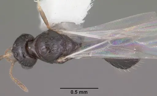 Temnothorax texanus specimen CASENT0104065 image casent0104065_1