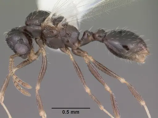 Temnothorax texanus specimen CASENT0104065 image casent0104065_3