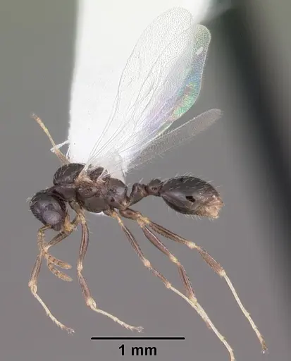 Temnothorax texanus specimen CASENT0104065 image casent0104065_4