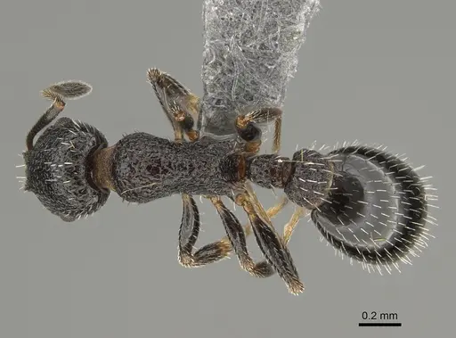 Temnothorax texanus specimen CASENT0923379 image casent0923379_1