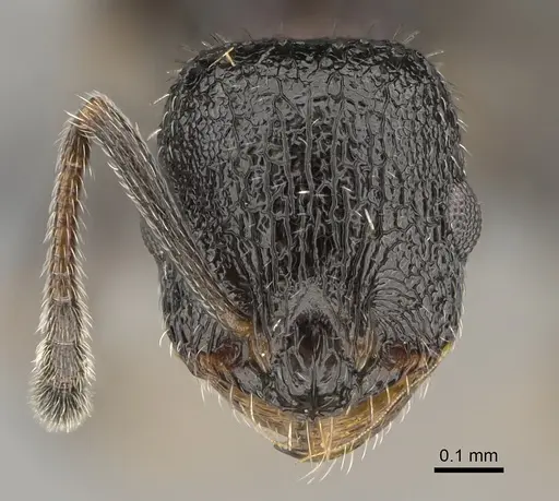 Temnothorax texanus specimen CASENT0923379 image casent0923379_2