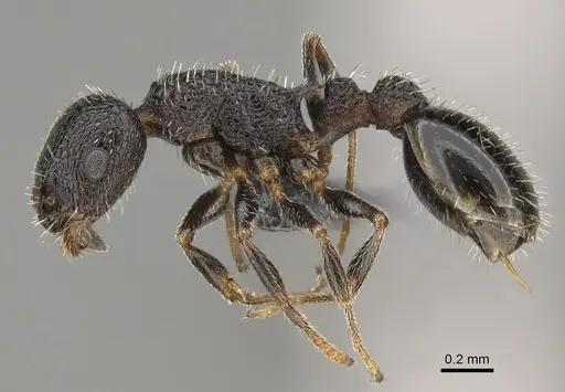Temnothorax texanus specimen CASENT0923379 image casent0923379_3