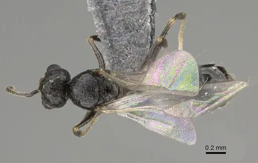 Temnothorax texanus specimen CASENT0923380 image casent0923380_1