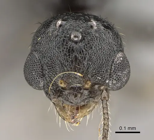 Temnothorax texanus specimen CASENT0923380 image casent0923380_2