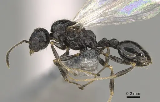 Temnothorax texanus specimen CASENT0923380 image casent0923380_3