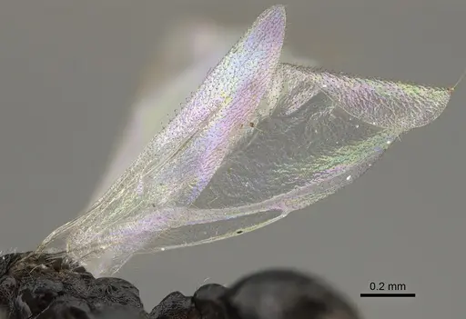 Temnothorax texanus specimen CASENT0923380 image casent0923380_4