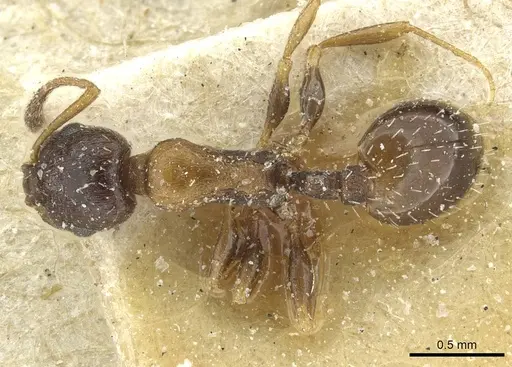 Temnothorax theryi specimen CASENT0913007 image casent0913007_1