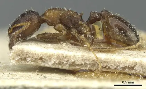 Temnothorax theryi specimen CASENT0913007 image casent0913007_3