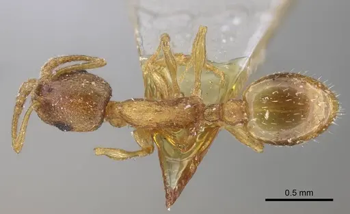 Temnothorax tianschanicus specimen CASENT0917438 image casent0917438_1