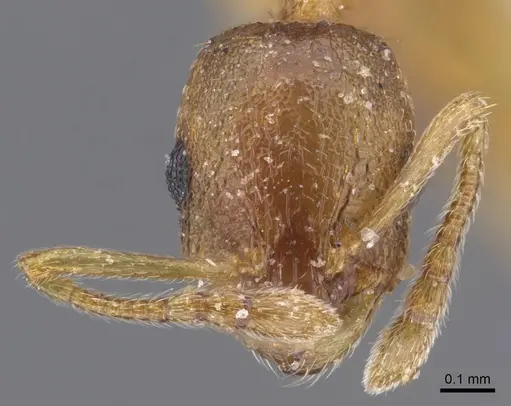 Temnothorax tianschanicus specimen CASENT0917438 image casent0917438_2