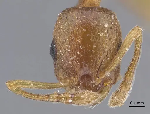 Temnothorax tianschanicus specimen CASENT0917438 image casent0917438_3