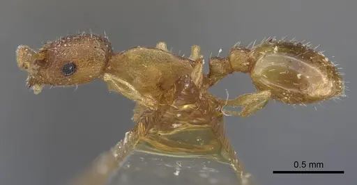 Temnothorax tianschanicus specimen CASENT0917438 image casent0917438_4