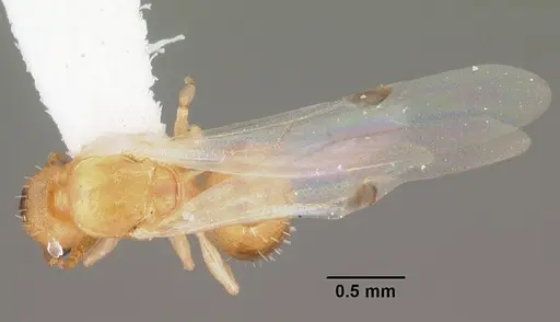 Temnothorax torrei specimen CASENT0104056 image casent0104056_1