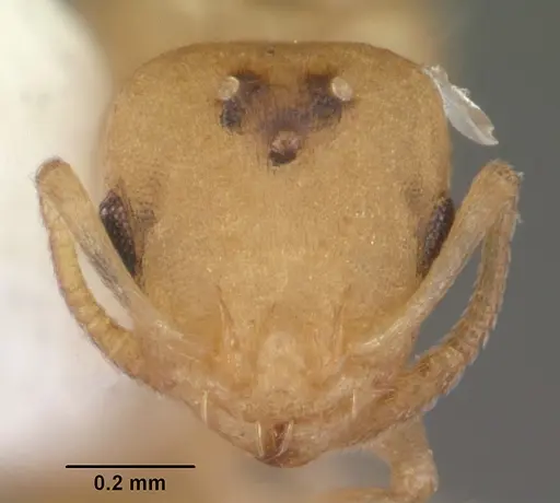 Temnothorax torrei specimen CASENT0104056 image casent0104056_2