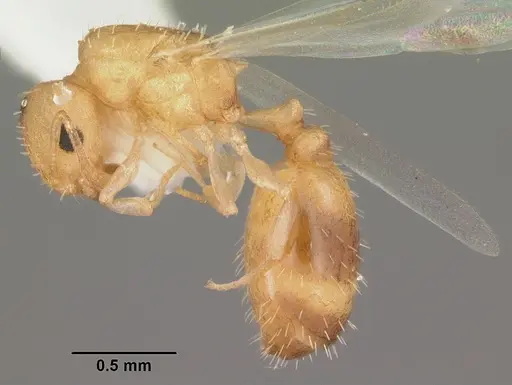 Temnothorax torrei specimen CASENT0104056 image casent0104056_3