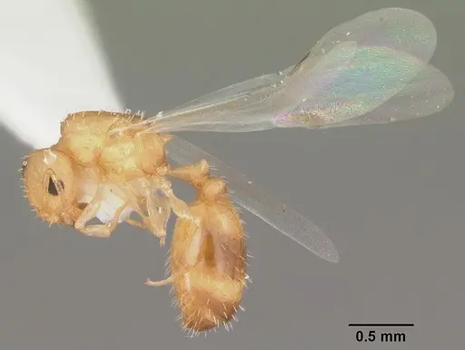 Temnothorax torrei specimen CASENT0104056 image casent0104056_4