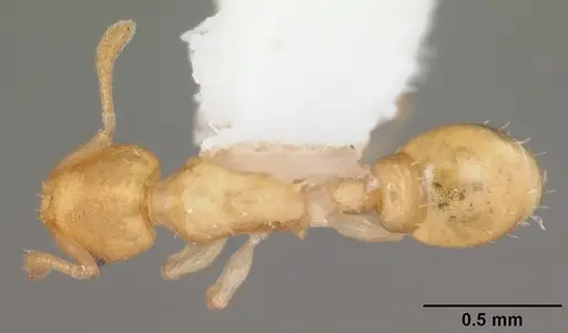 Temnothorax torrei specimen CASENT0104057 image casent0104057_1