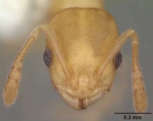 Temnothorax torrei specimen CASENT0104057 image casent0104057_2