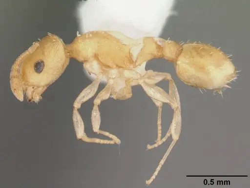 Temnothorax torrei specimen CASENT0104057 image casent0104057_3