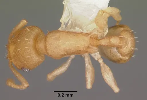 Temnothorax torrei specimen CASENT0104776 image casent0104776_1
