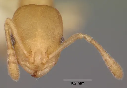 Temnothorax torrei specimen CASENT0104776 image casent0104776_2