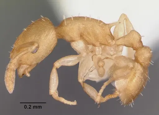 Temnothorax torrei specimen CASENT0104776 image casent0104776_3