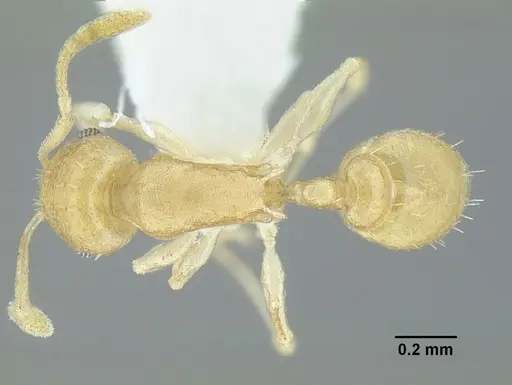 Temnothorax torrei specimen CASENT0758351 image casent0758351_1