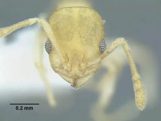 Temnothorax torrei specimen CASENT0758351 image casent0758351_2