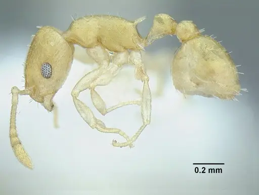 Temnothorax torrei specimen CASENT0758351 image casent0758351_3